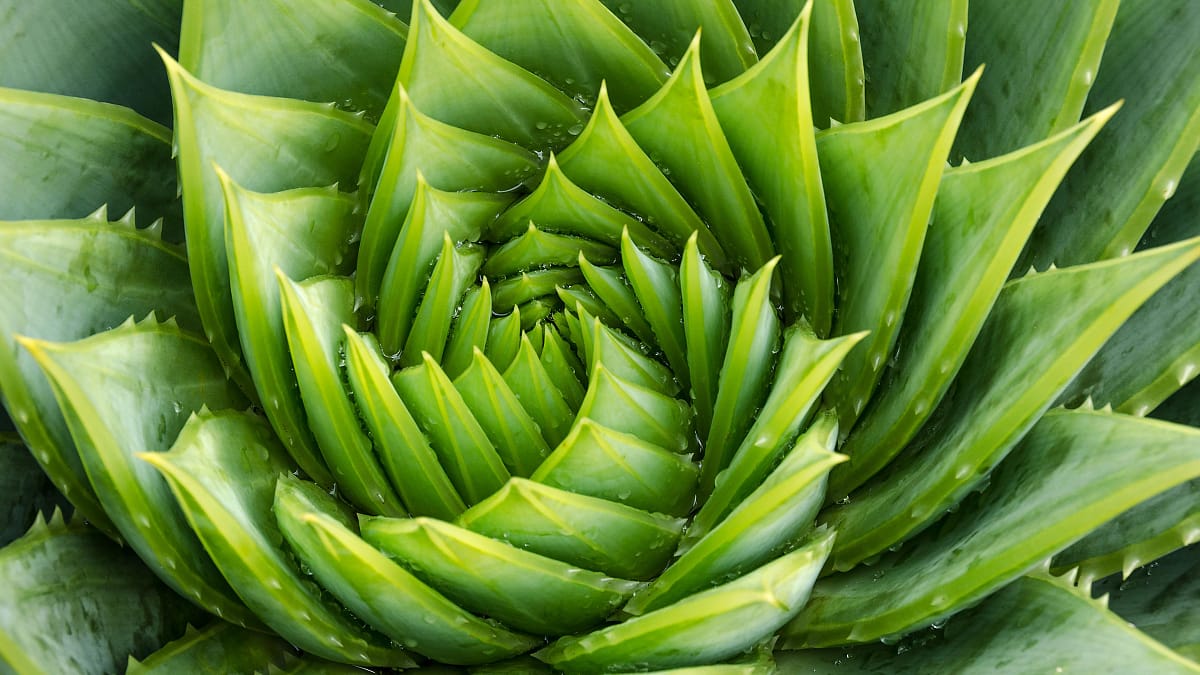 DIY: How to Make Your Own Aloe Vera Toner in 2 Easy Steps