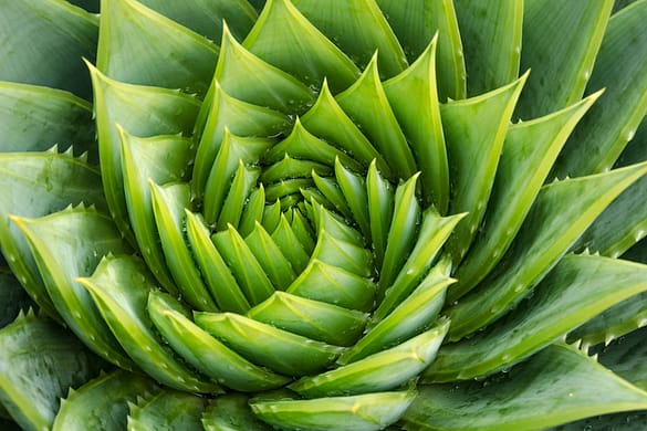 Aloe Vera plant most undervalued house plant